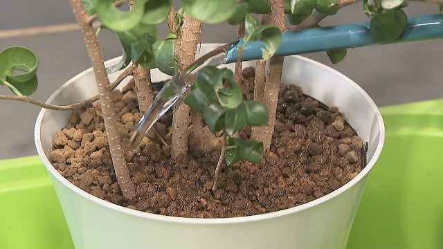 観葉植物のお手入れ方法 水やり 置き場所 家に緑を取り入れよう News Park Ksb