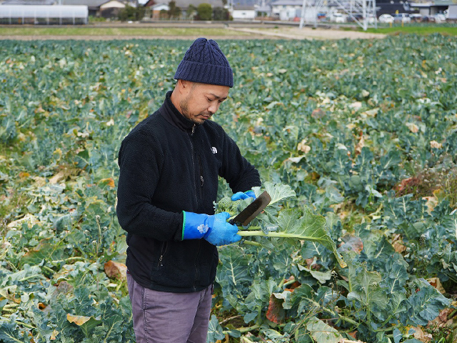 ブロッコリー農家 松尾和也さんの圃場にお邪魔しました！