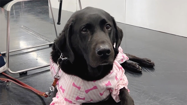 探偵 ナイトスクープ 局長代理はキダ タロー ｍｒｉ大好き少年 気弱な娘ムコ 番組表 Ksb瀬戸内海放送